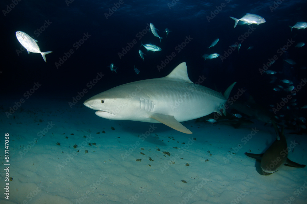 Fototapeta premium Tiger Shark (Galeocerdo cuvier) over Sandy Bottom at Dusk, with Lemon Shark. Tiger Beach, Bahamas