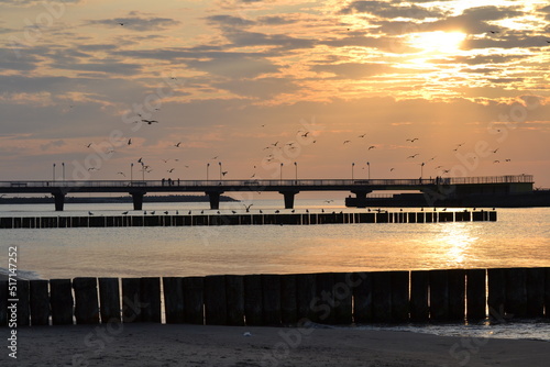  Birds Ocean Sunset  tourism Orange Sky 