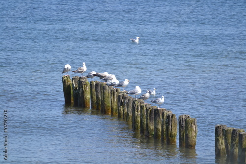 Sea Birds  Ocean blue sky