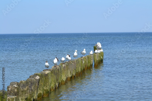 Sea Birds beach background 