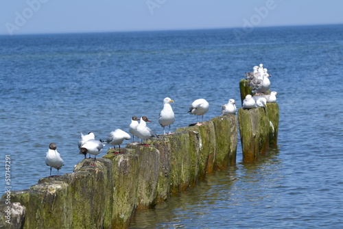Sea Birds Ocean