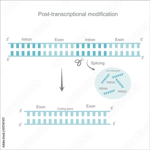 The Post- transcription modification process that picture represent step of intron (non-coding region) removing from pre-mature mRNA