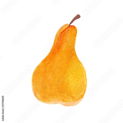 Hand drawn watercolor vector pear isolated on white background. Fruit sweet pear vector illustration