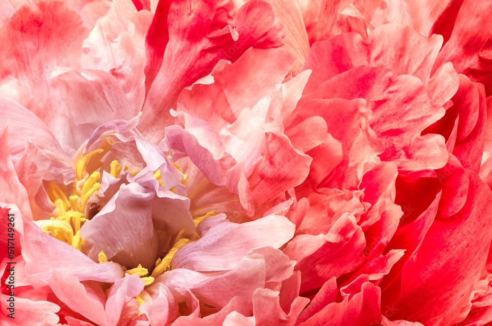 Peony  red   flower. Flowers and petals peony. Floral  background. Macro.  Nature.