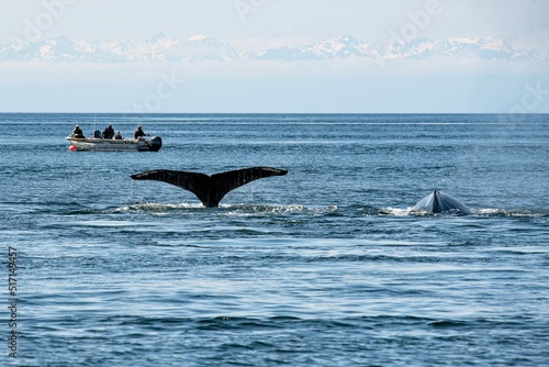 Whale watching tripp in der Glacier Bay: Die Fluke und der Rücken von eines Buckelwalen , Humpbacks - Das Erscheinen der Schwanzflosse über dem Wasser signalisiert das Abtauchen des Wals