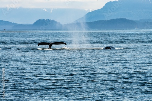 Zwei Wale in der Glacier Bay, Alaska © Thomas