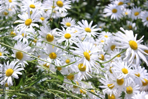 Bright saturated daisies. Beautiful white flowers.