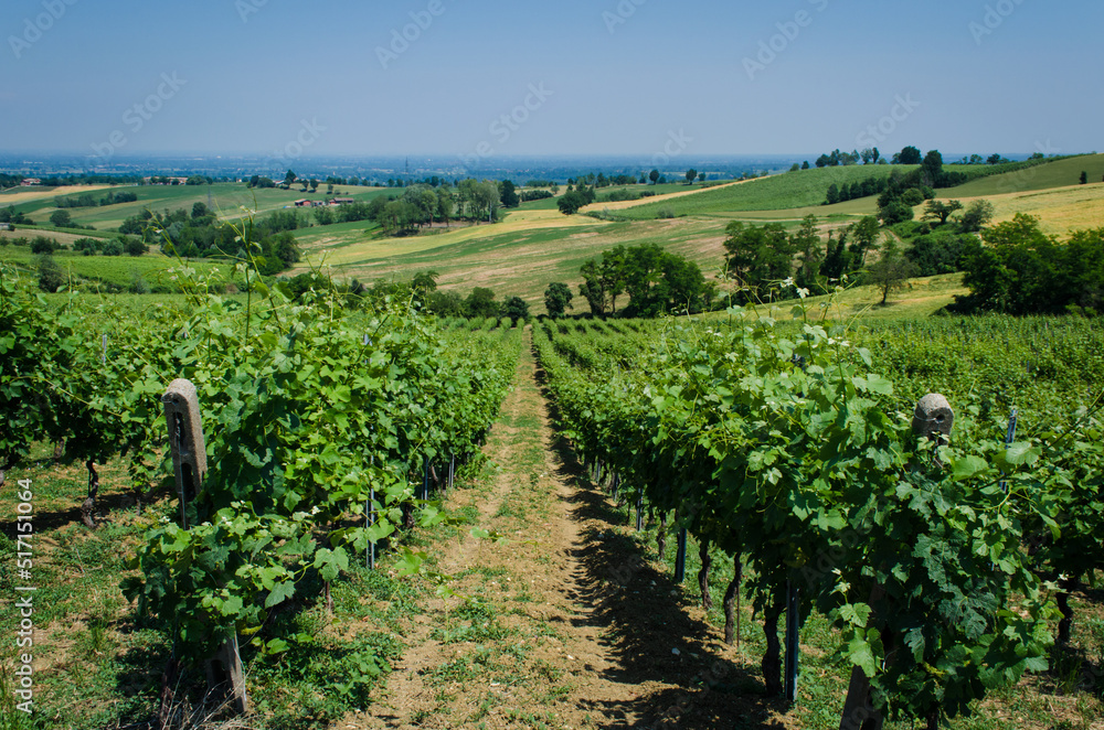 Obraz premium Il panorama dei vigneti dei colli piacentini lungo la Via Postumia, cammino che parte da Aquileia e arriva a Genova