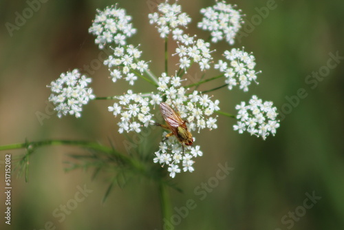 la noisette de terre