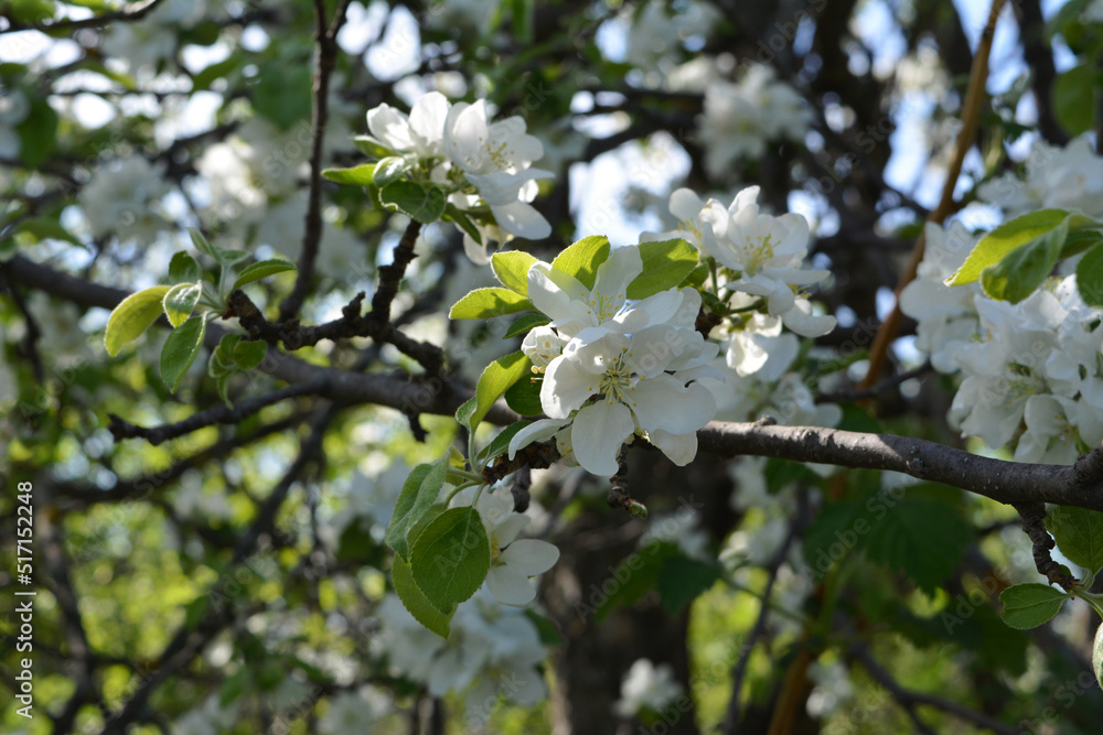 Obraz premium White flowers on the branch of apple tree. Blooming orchard in spring.