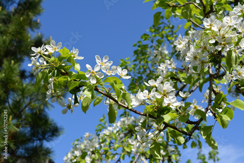 Branch of blooming pear tree with white flowers and green leaves. Garden in the spring.