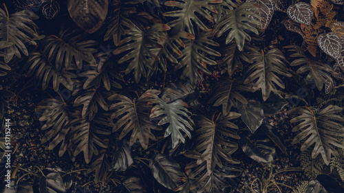 Wallpaper Mural Creative colorful leaves background, tropical leaf banner or floral jungle pattern concept.	 Torontodigital.ca