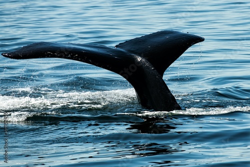 Fluke eines Buckelwals , Humpback - Das Erscheinen der Schwanzflosse über dem Wasser signalisiert das Abtauchen des Wals