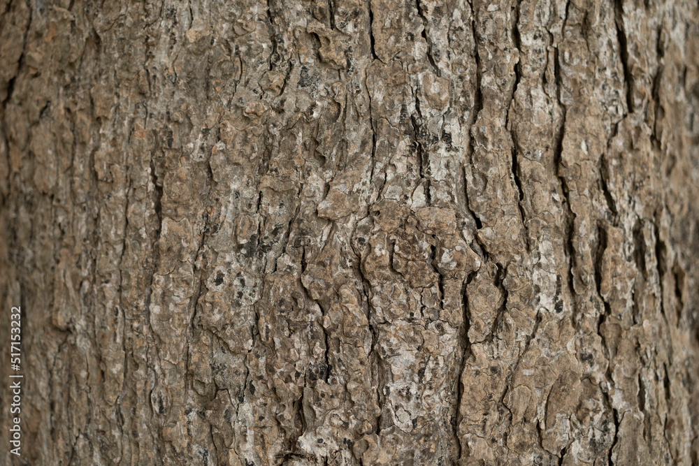 dry tree bark texture and background, nature concept dry tree bark texture and background, nature concept