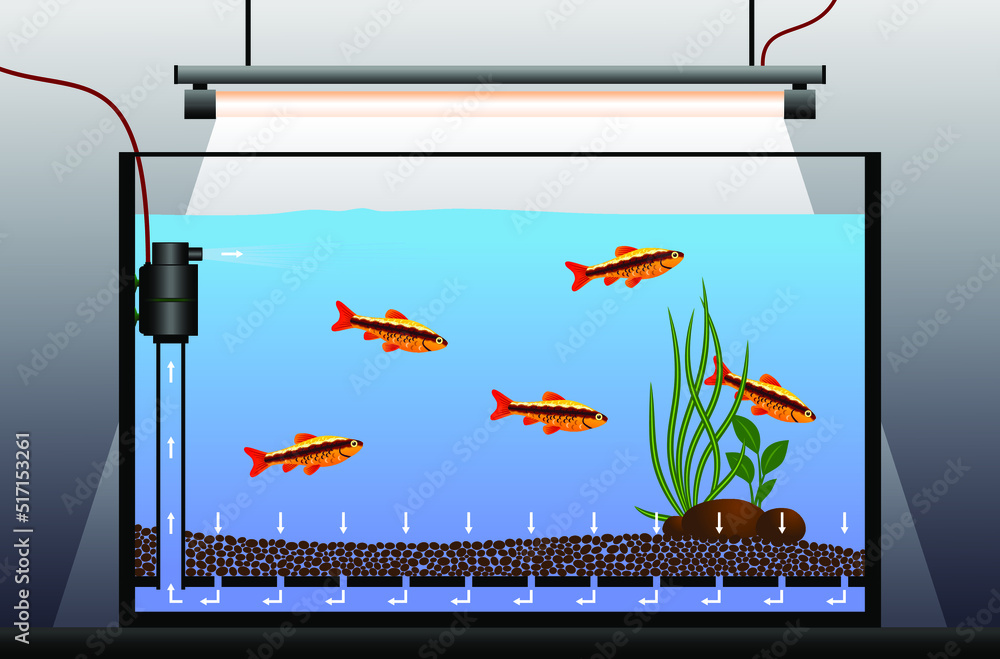 Equipment for an aquarium with fish. Schematic diagram of an aquarium