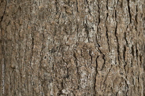 dry tree bark texture and background, nature concept