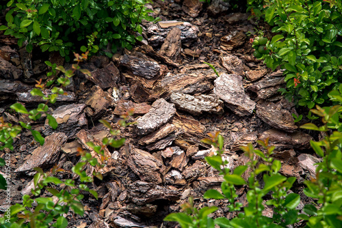 Mulch from the brown bark of pine tree around the deciduous bushes in landscaping of growth backyard garden lit by summer sun close-up details, nobody.