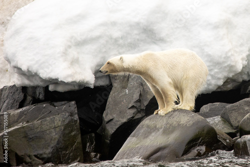 Eisbär auf der Jagd an Land photo