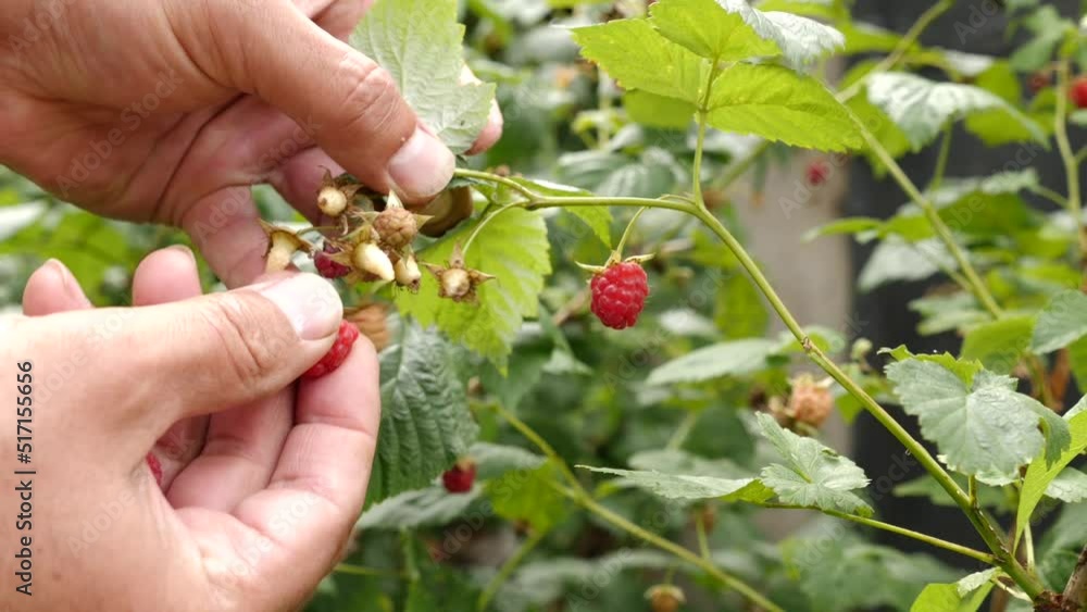 Ripe raspberries are collected. Growing raspberries. Ripe raspberries are collected. Growing raspberries.