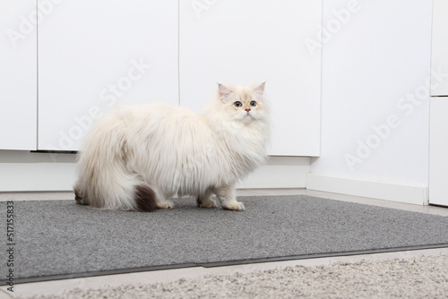 British longhair kitten of silver color on white background. Cute fluffy kitten with blue eyes. Pets at cozy home. Top down view web banner. Funny adorable pets cats. Postcard concept. photo