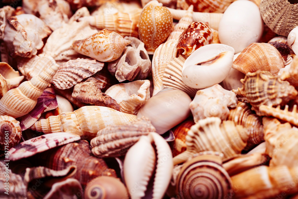 a lot of seashells diverse form on background a lot of seashells diverse form on background