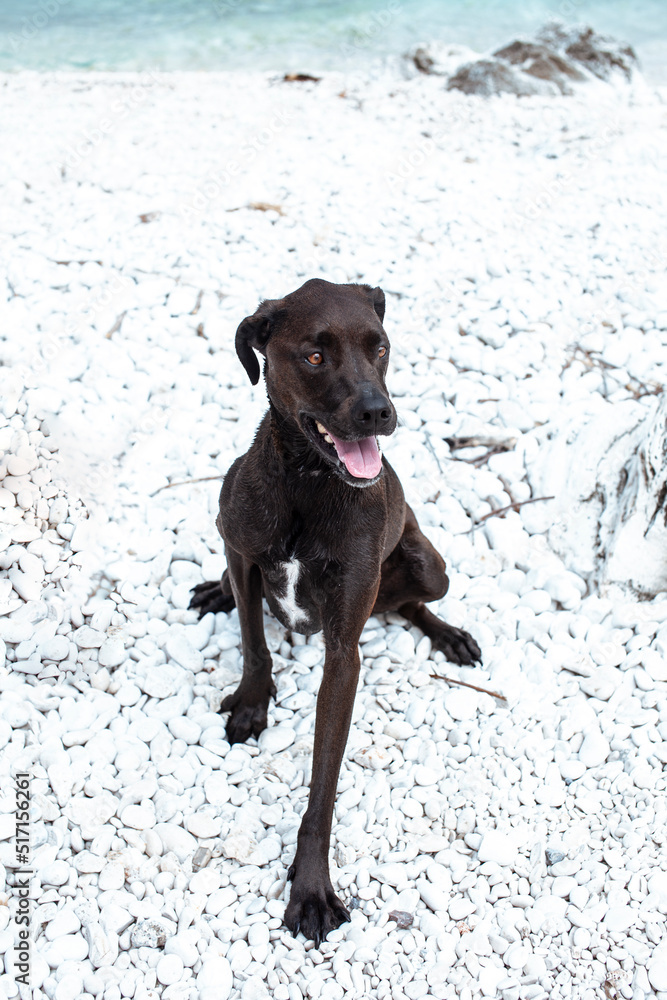 pretty big black wet dog pet at sea coast, lifestyle travel with dog concept