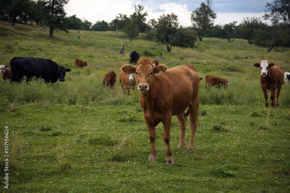brown cow herd in green field countryside dairy farm animal agriculture brown cow herd in green field countryside dairy farm animal agriculture