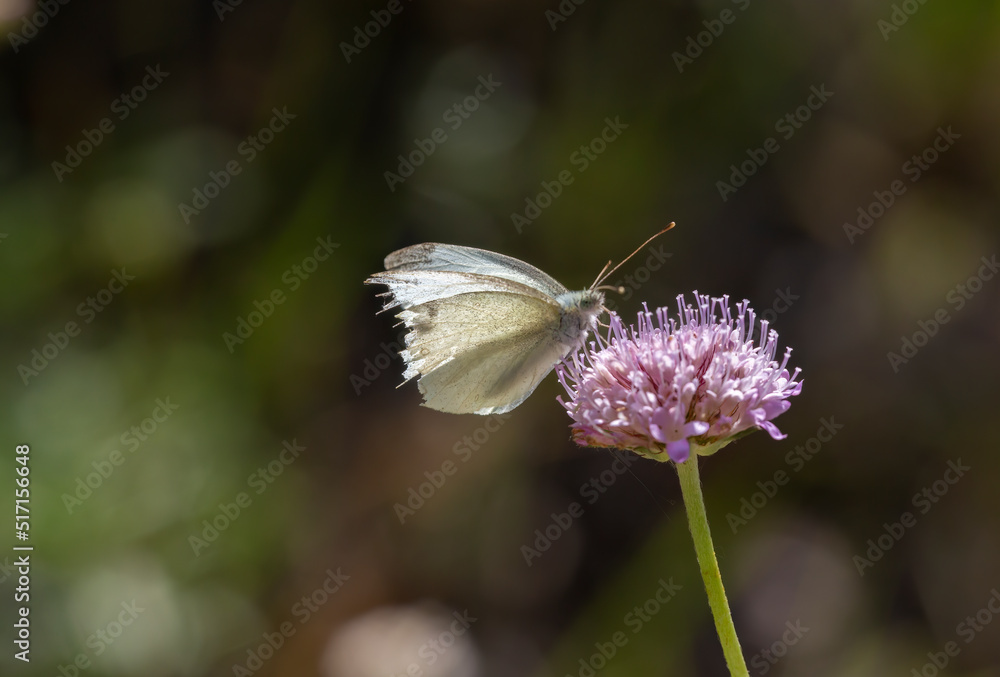 Macro photography of a butterfly perched on a flower