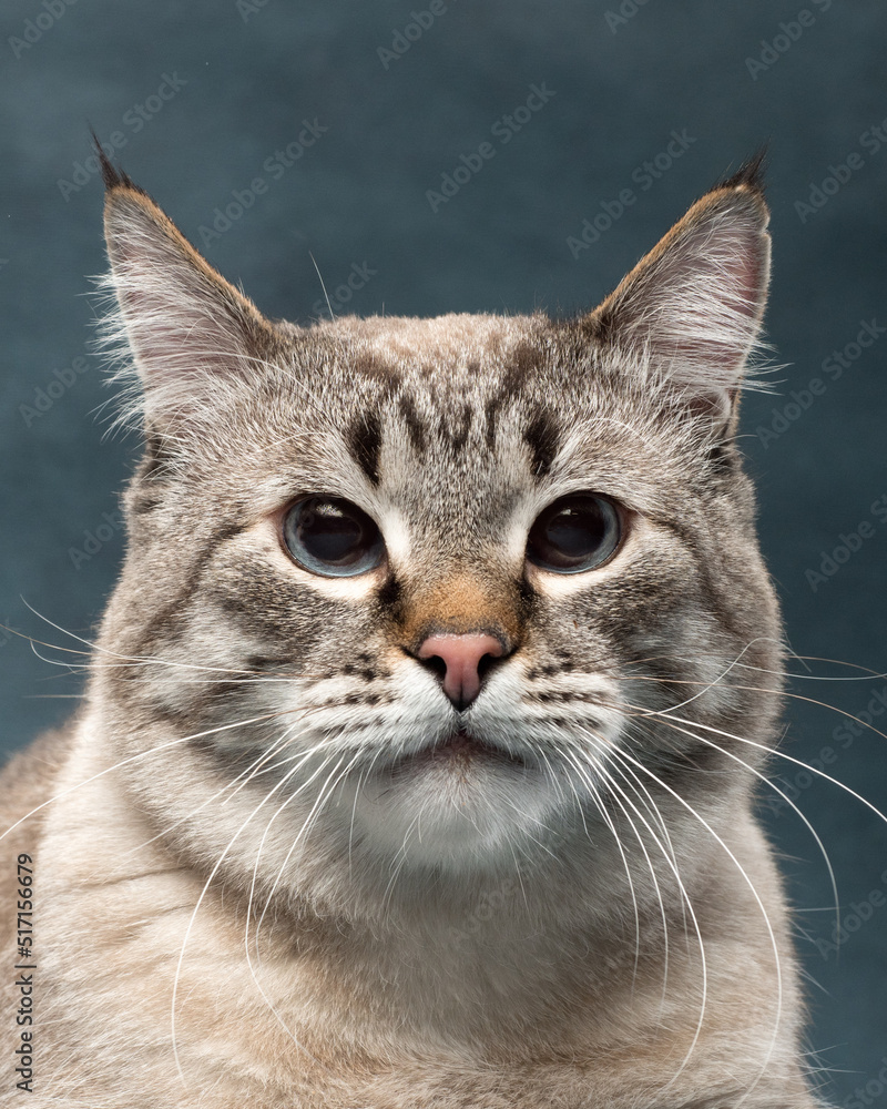 Naklejka premium Cat portrait, front view, studio shot