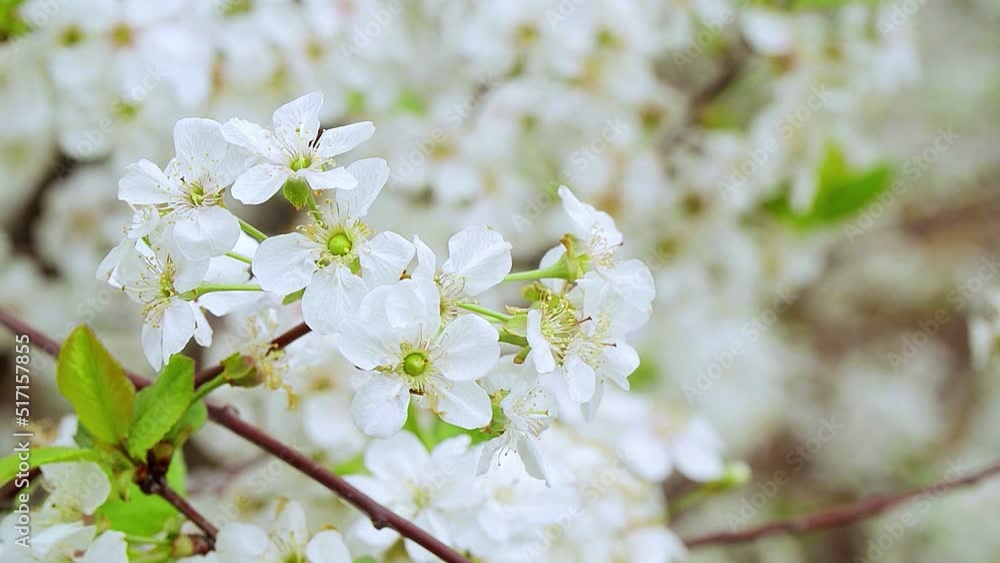 Close-up garden of blooming cherry trees with white flowers in spring. The Cherry Orchard Close-up garden of blooming cherry trees with white flowers in spring. The Cherry Orchard