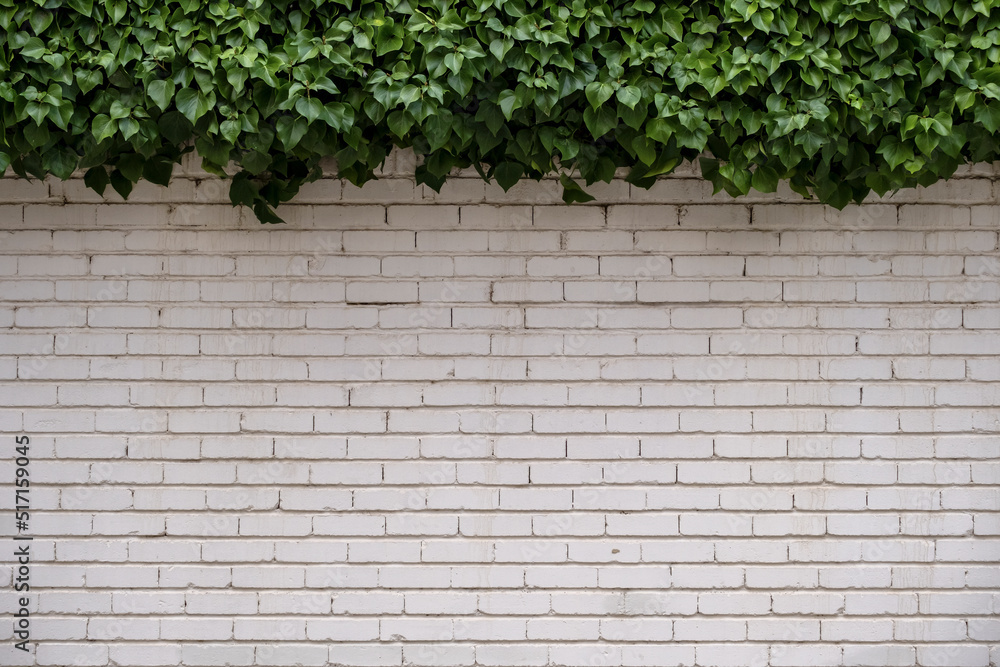 White painted brick wall with green ivy White painted brick wall with green ivy