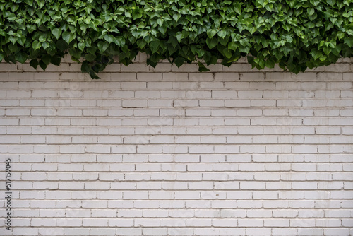 White painted brick wall with green ivy