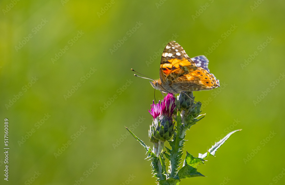 Nymphalidae (Vanessa cardui) is one of the butterflies (kelebekler) coloring the gardens and countryside in spring. Nymphalidae (Vanessa cardui) is one of the butterflies (kelebekler) coloring the gardens and countryside in spring.