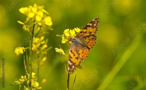 Nymphalidae (Vanessa cardui) is one of the butterflies (kelebekler) coloring the gardens and countryside in spring.