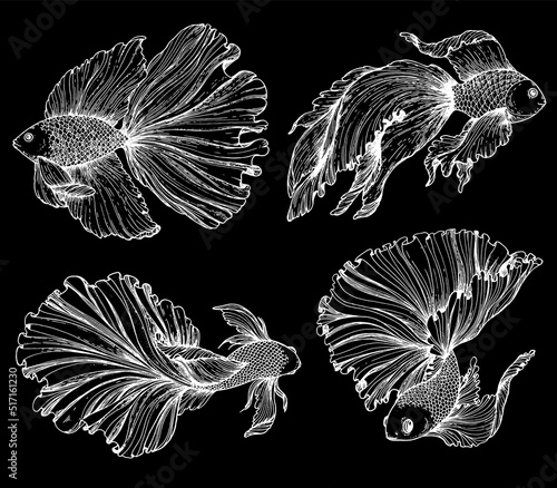 Betta splendens sketch. Hand drawn vector illustration. Fighting fish sketch collection. Decorative aquarium fish.