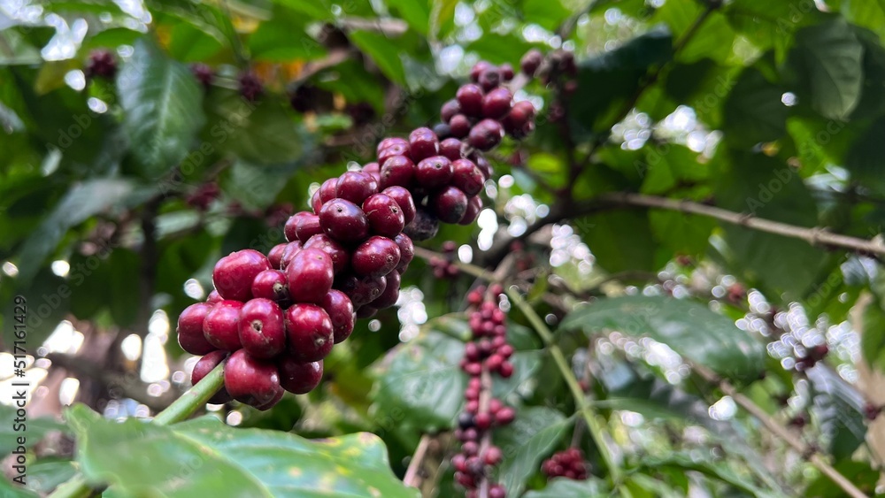 Natural green and red colorful coffee unripe beans plants in plantation background scenery view