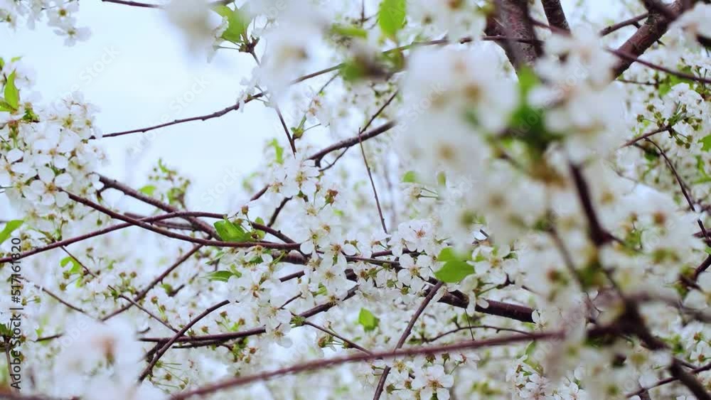 Close-up garden of blooming cherry trees with white flowers in spring. The Cherry Orchard Close-up garden of blooming cherry trees with white flowers in spring. The Cherry Orchard