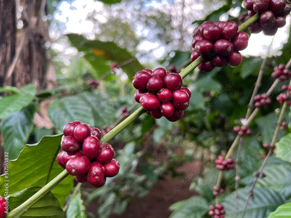 Natural green and red colorful coffee unripe beans plants in plantation background scenery view