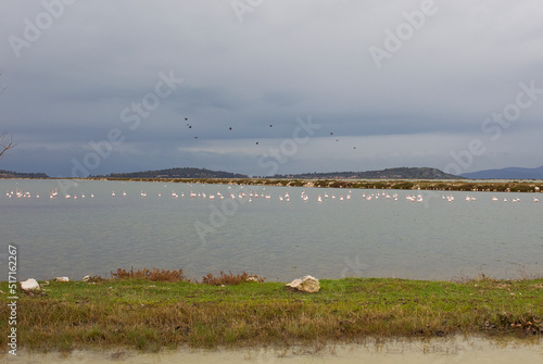 Located on an area of ​​8,000 hectares in Izmir, There are around 300 bird species, especially Greater Flamingos (Phoenicopterus roseus), in the bird paradise. photo