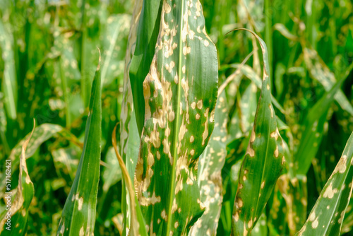 Canvas Print Close up corn leaves wilting and dead after wrong applying herbicide in cornfield