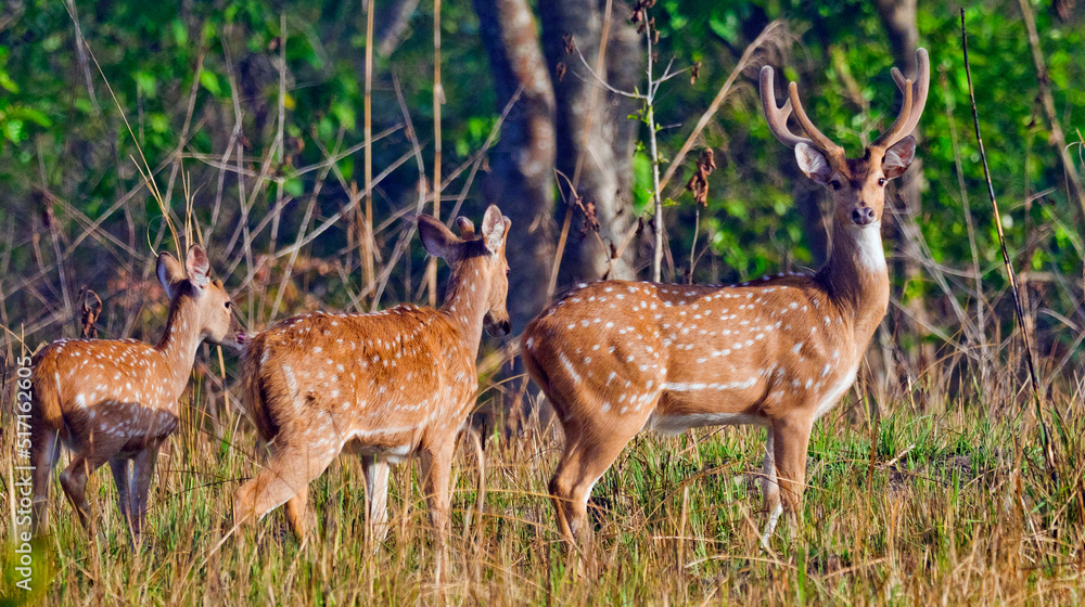 Spotted Deer, Cheetal, Axis Axis, Axis Deer, Royal Bardia National Park, Bardiya National Park, Nepal, Asia Spotted Deer, Cheetal, Axis Axis, Axis Deer, Royal Bardia National Park, Bardiya National Park, Nepal, Asia