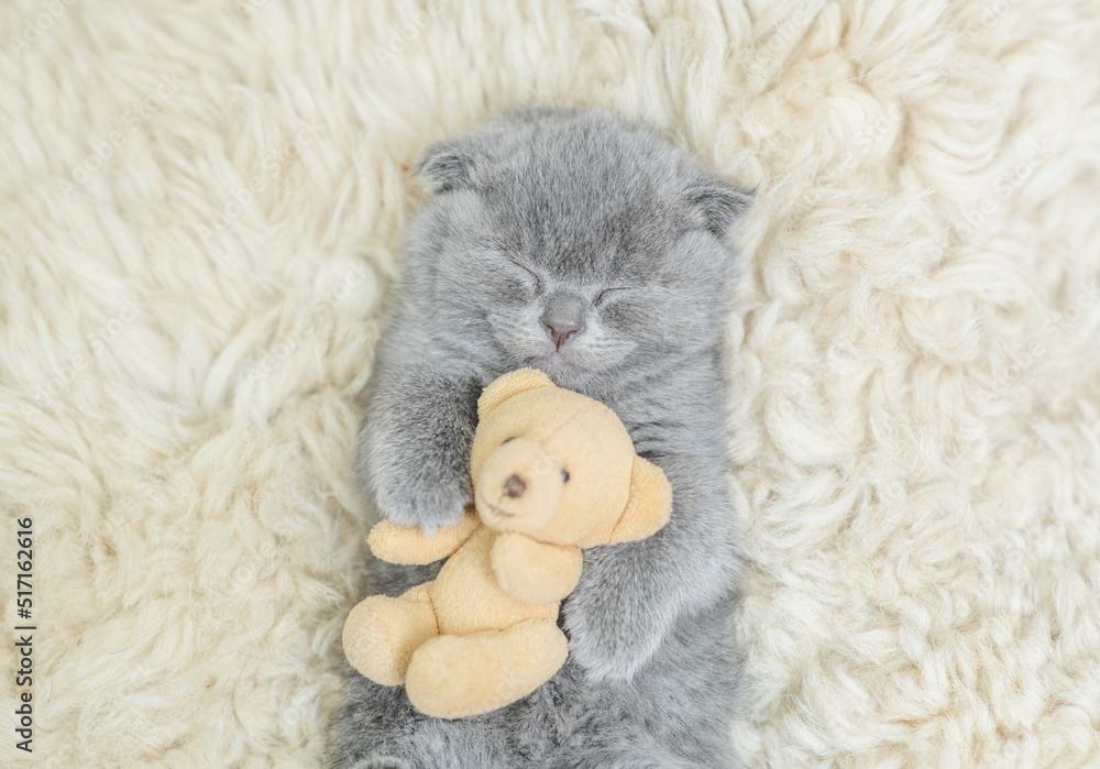 Cozy tiny kitten sleeps with favorite toy bear on a bed at home. Top down view