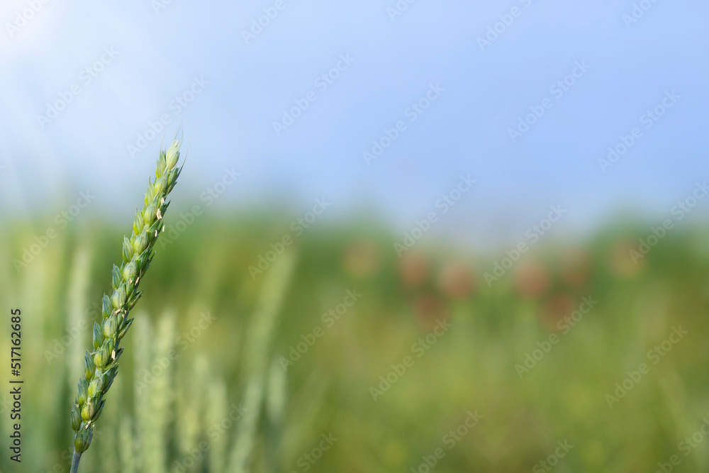 Unripe single green ear of wheat, cereal crop matures in the field, sun rays, copy space Unripe single green ear of wheat, cereal crop matures in the field, sun rays, copy space