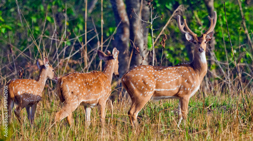 Spotted Deer, Cheetal, Axis Axis, Axis Deer, Royal Bardia National Park, Bardiya National Park, Nepal, Asia © Al Carrera
