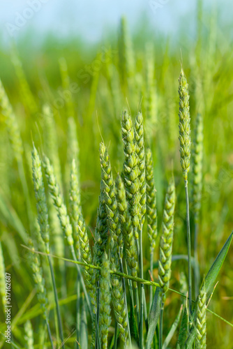 Unripe green ears of wheat, cereal crops ripen in the field, vertical arrangement.