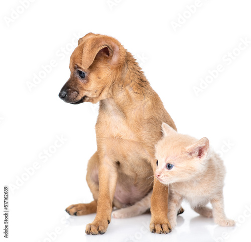 Toy terrier puppy and tiny kitten sit together and look away on empty space.  isolated on white background