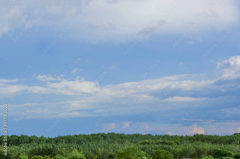 grass and sky grass and sky