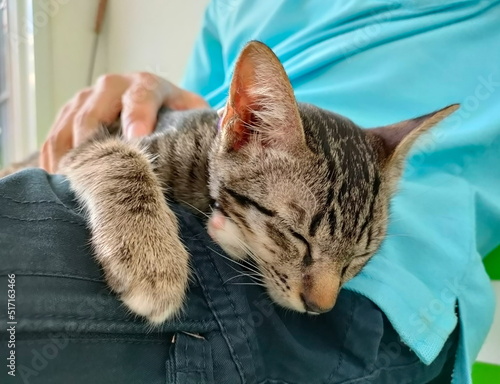 Cat sleeping on lap.