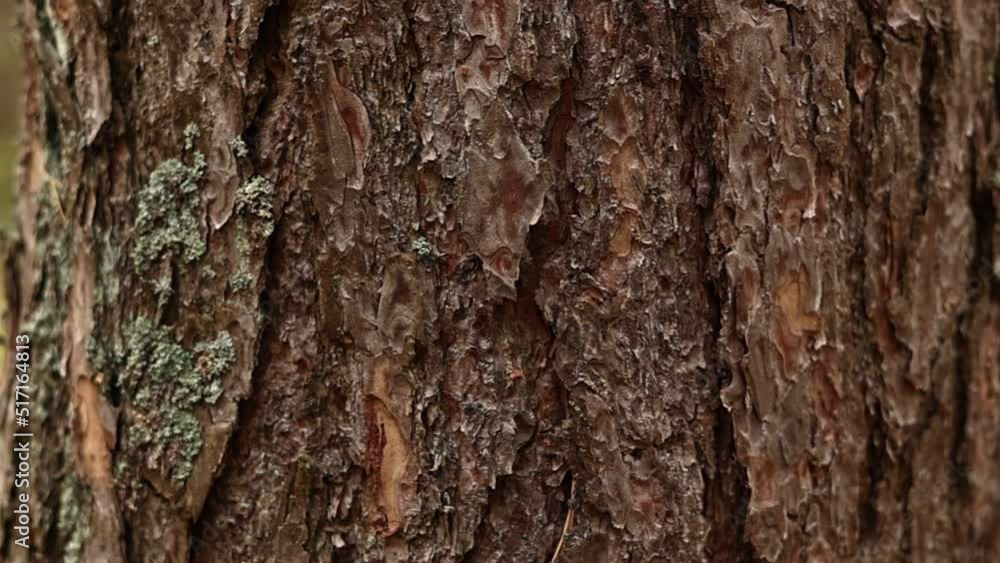 close up of view of the old pine tree bark with moss. Nature elements beauty in mossy summer forest. nature background. close up of view of the old pine tree bark with moss. Nature elements beauty in mossy summer forest. nature background.