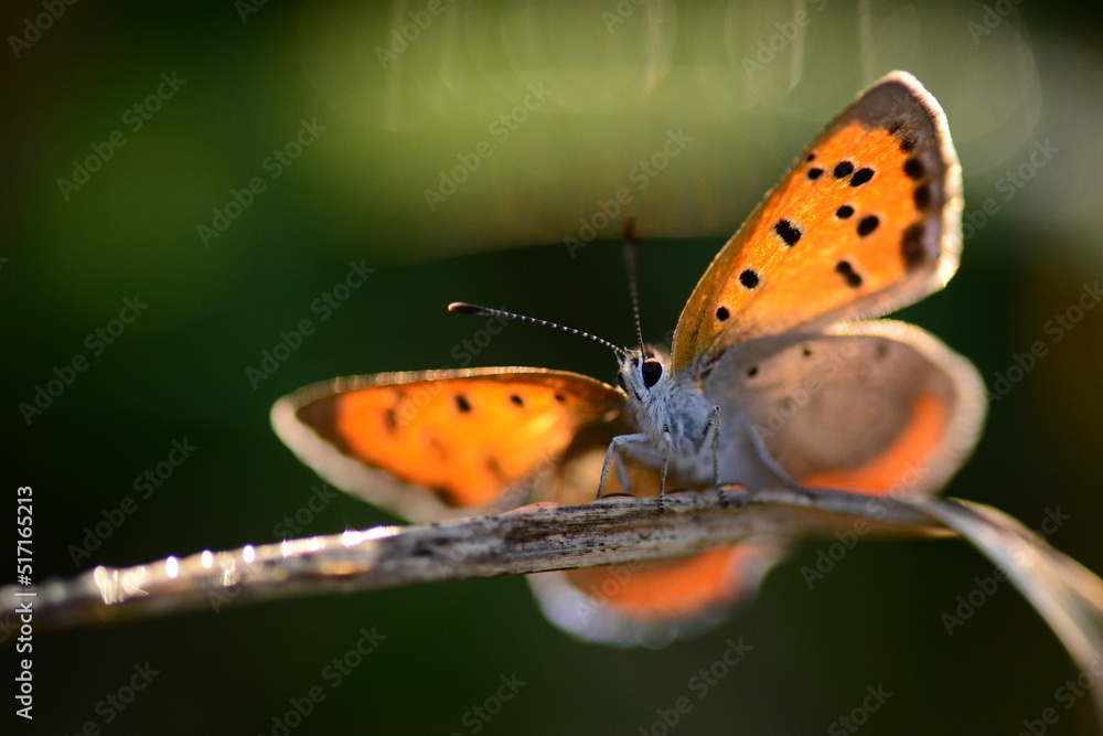 Obraz premium 彼女の朝